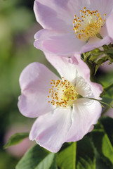 Fototapeta na wymiar Birar rose, Hundsdrose, Rosa canina, Rosaceae