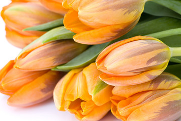 Obraz premium fresh tulips