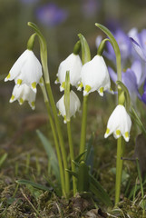 Fototapeta premium Spring Snowflake, Leucojum vernum, Amarylidaceae