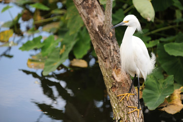 Snowy White Egret