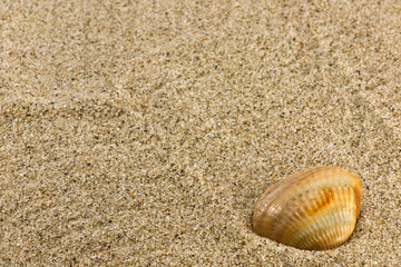 sand and sea shell