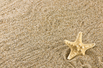 Fototapeta na wymiar sand and starfish