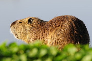 Fototapeta premium Nutria (Myocastor coypus) at Agamon Ahula Lake, Israel