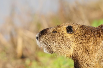 Nutria (Myocastor coypus) at Agamon Ahula Lake, Israel