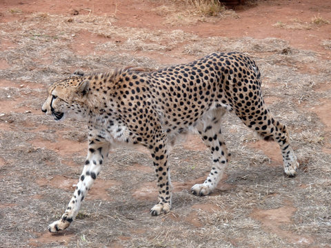 side view cheetah