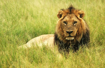 lion  4