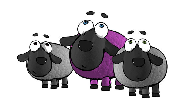 Three sheep on contrast