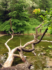 The Old Snag. The well-known ancient city park of Gatchina.