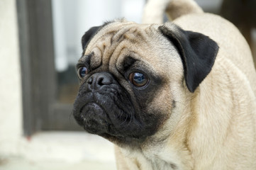 Pug with Wrinkles and Expressive Face