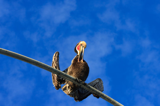 pelican on a light pole