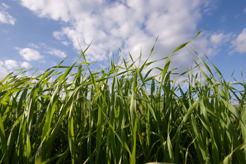 close view of blades grasses and sky