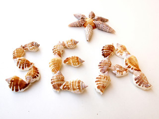 mot en coquillages
