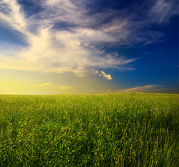 field of grass and sunset