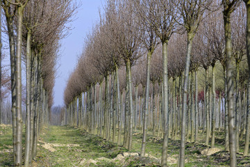 Plantation d'arbres