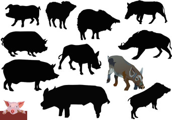 set of swines