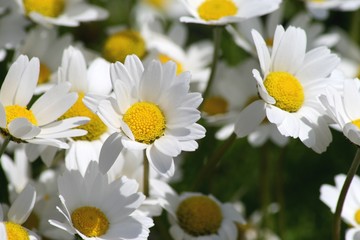 Wiesenmargeriten, chrysanthenum leucanthemum