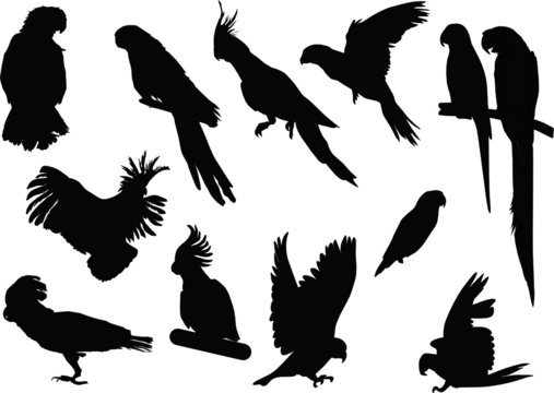 black parrot collection
