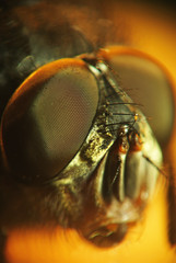 Micro shot of fly head