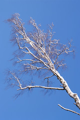 Frozen tree in the winter forest