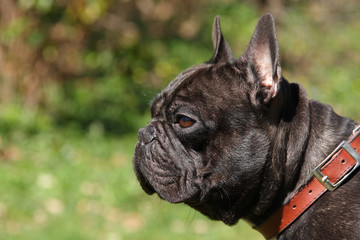 Faune & Flore >> Animal >> Animal domestique