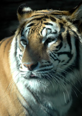 Tigre