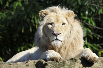 Lion blanc de face et allongé sur une pierre