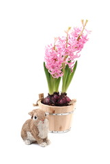 Hyazinthe and osterhase