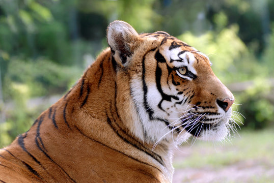 Portrait de tigre