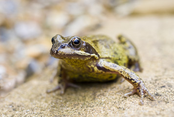 Common Garden Frog