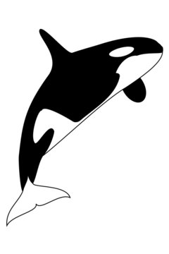 A black and white killer whale