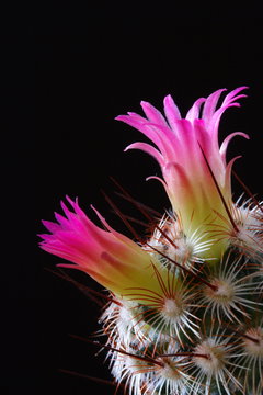 Kaktusbl&uuml;te vor schwarzem Hintergrund / Cactus