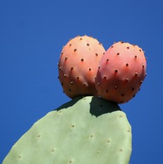 Kaktus