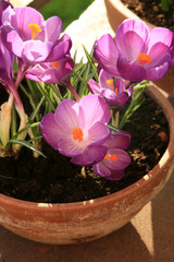 Spring flowers - crocus