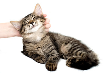 Hand caress kitten - 12878509