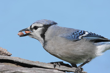 Blue Jay Eating Peanuts