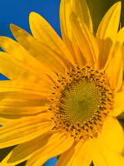 Sunflower on Blue Sky