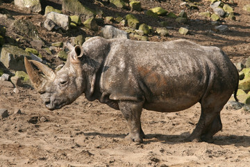 Rhinoceros (Pachyderm)