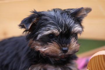 Yorkshire Terrier-Welpe