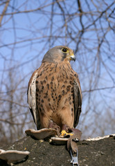 falcon