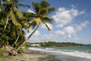 beau paysage en Martinique1