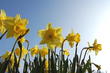 Cercles muraux Narcisse Jonquilles de printemps