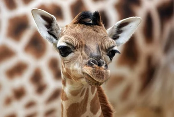 Photo sur Plexiglas Girafe portrait de girafe