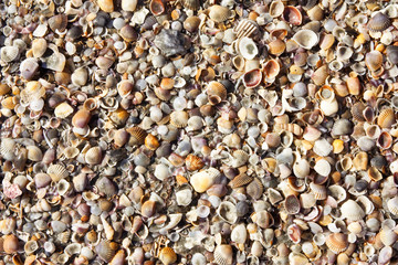 Natural broken sea shells on beach