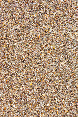 Natural broken sea shells on beach