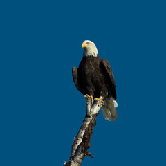Guardian
