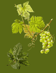 Green wallpaper with oak,acorn and grapewine.