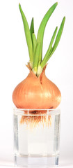 Onions in a glass with water on a white background