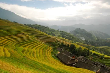 Fotobehang In autumn, fullness in the filed of ripened rice. © xu xiaoning
