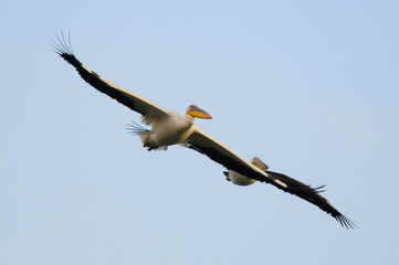 Couple of Great White Pelican in flight at lake Agamon Ahula