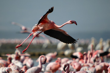 Lesser Flamingo (Phoeniconaias minor) in flight at Lake Nakuru © PROMA